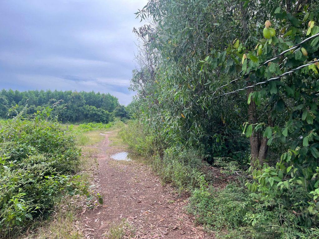 Đất Hàm Tân Bình Thuận 10,000 m2