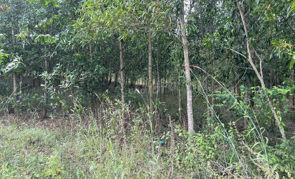 Đất Hàm Tân Bình Thuận 10,000 m2
