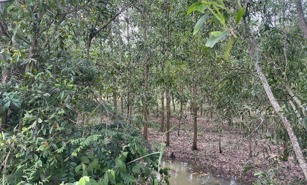 Đất Hàm Tân Bình Thuận 10,000 m2
