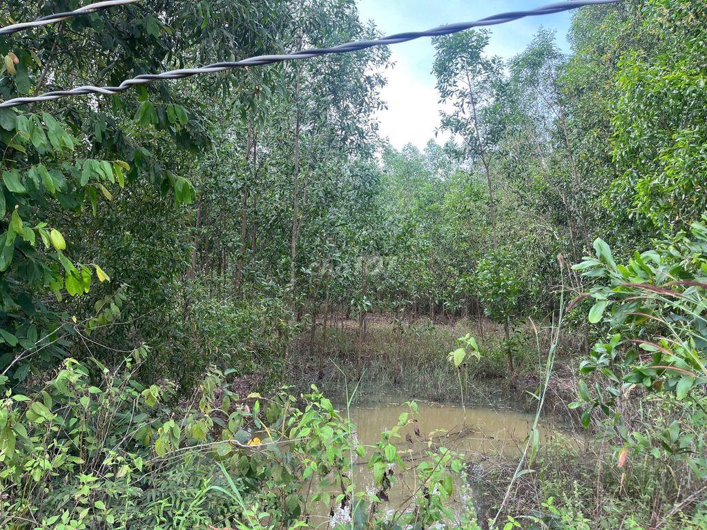 Đất Hàm Tân Bình Thuận 10,000 m2