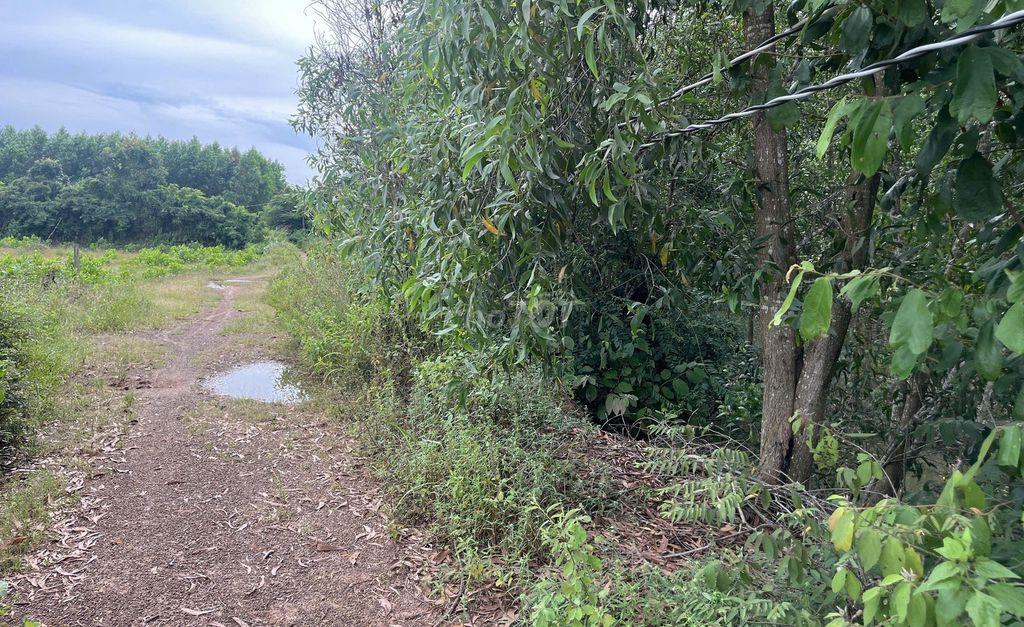 Đất Hàm Tân Bình Thuận 10,000 m2