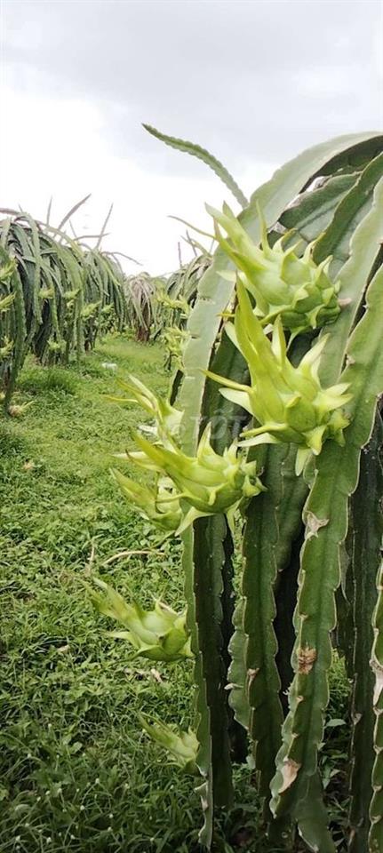 cần bán đất vườn có thổ cư có nhà cấp 4