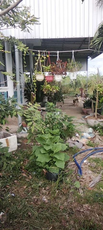 cần bán đất vườn có thổ cư có nhà cấp 4