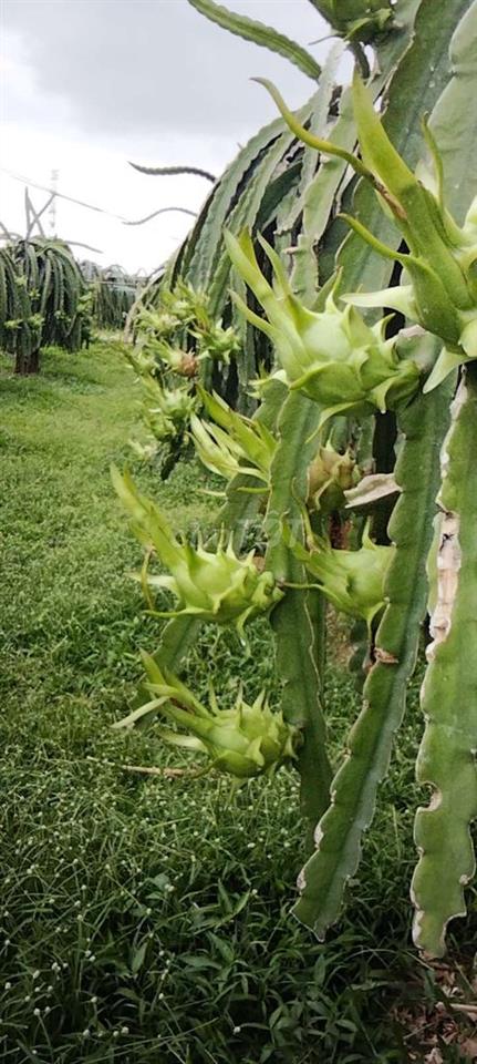 cần bán đất vườn có thổ cư có nhà cấp 4