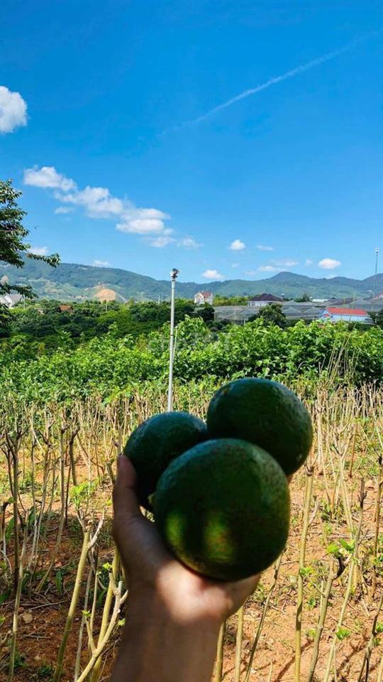 Đất nghỉ dưỡng gần Đà Lạt view đẹp tại Nam Ban Lâm Hà