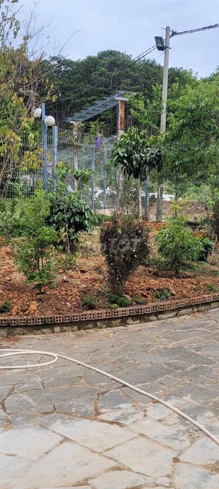 Nhà view đồi thông săn mây Xuân Trường Đà Lạt 1000m2 sổ riêng