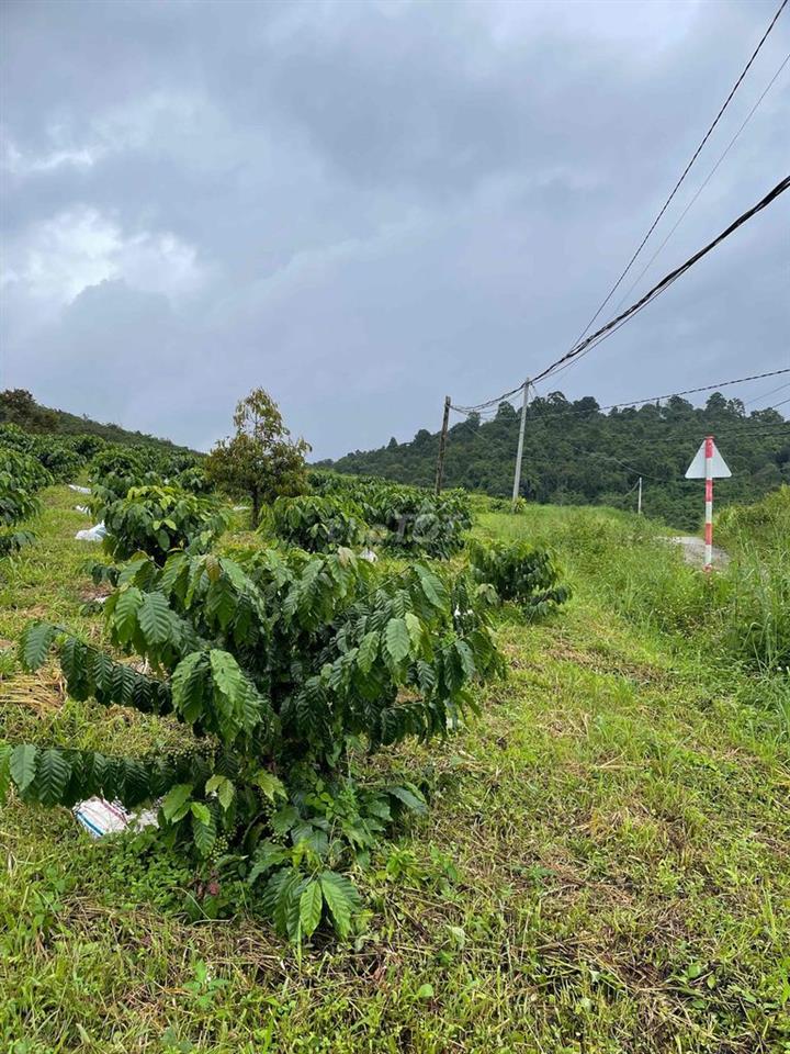 đất lộc bảo, lâm đồng