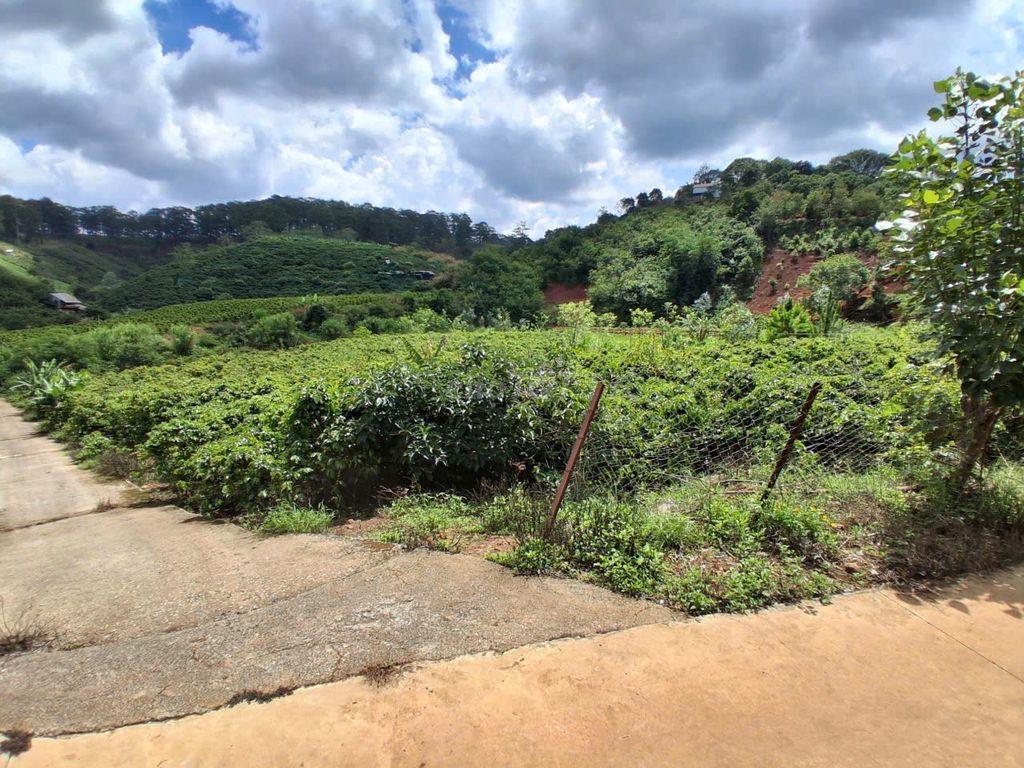 BÁN ĐẤT VƯỜN CAFÉ VIEW SUỐI P. XUÂN TRƯỜNG – ĐÀ LẠT (SỔ ĐỎ CHÍNH CHỦ )