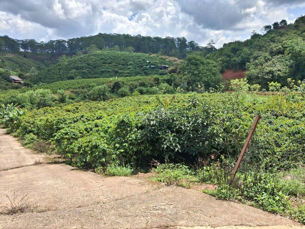 BÁN ĐẤT VƯỜN CAFÉ VIEW SUỐI P. XUÂN TRƯỜNG – ĐÀ LẠT (SỔ ĐỎ CHÍNH CHỦ )