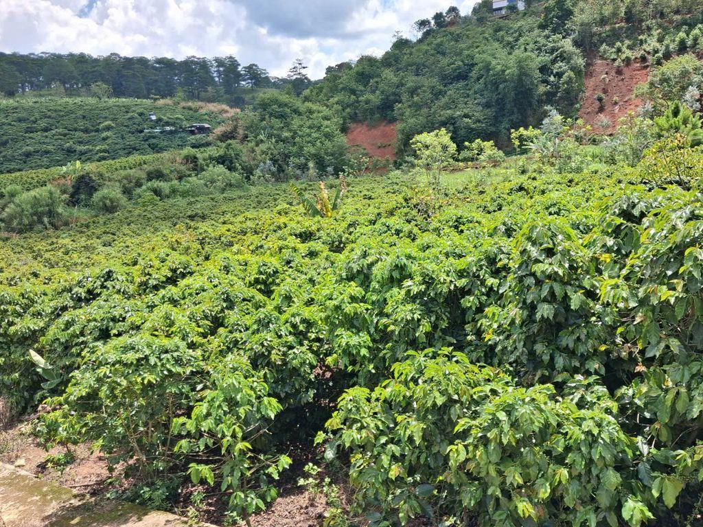 BÁN ĐẤT VƯỜN CAFÉ VIEW SUỐI P. XUÂN TRƯỜNG – ĐÀ LẠT (SỔ ĐỎ CHÍNH CHỦ )