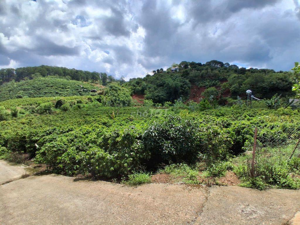BÁN ĐẤT VƯỜN CAFÉ VIEW SUỐI P. XUÂN TRƯỜNG – ĐÀ LẠT (SỔ ĐỎ CHÍNH CHỦ )