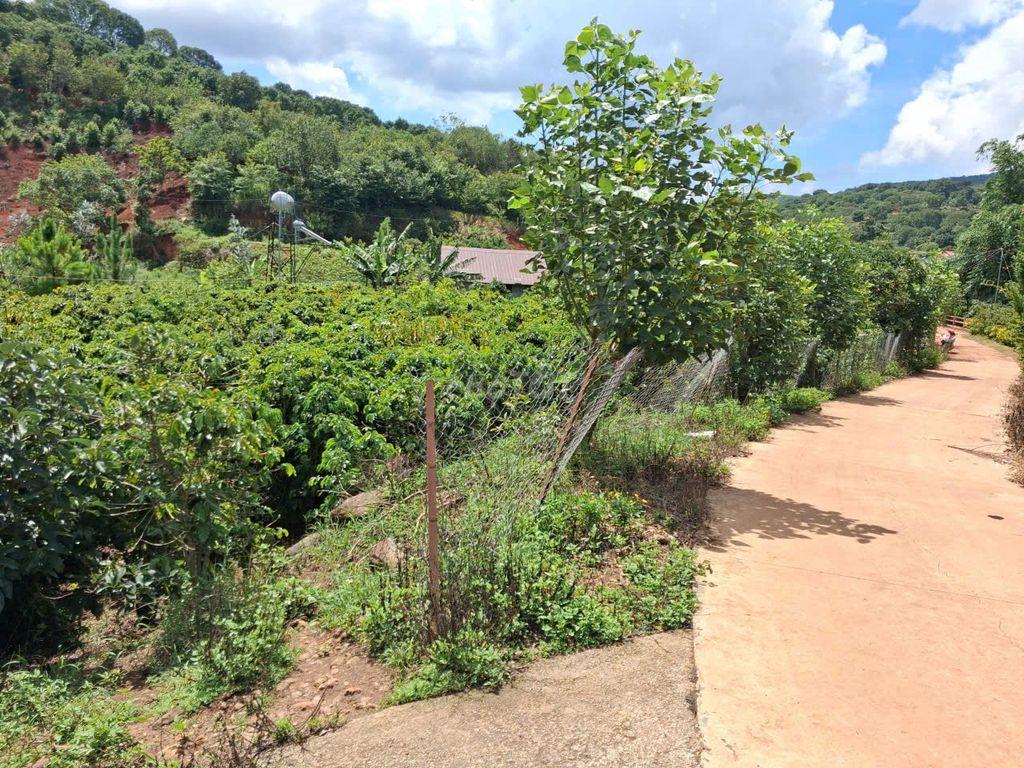 BÁN ĐẤT VƯỜN CAFÉ VIEW SUỐI P. XUÂN TRƯỜNG – ĐÀ LẠT (SỔ ĐỎ CHÍNH CHỦ )