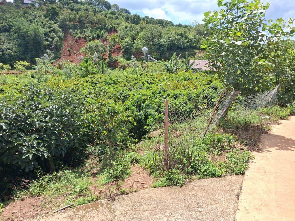 BÁN ĐẤT VƯỜN CAFÉ VIEW SUỐI P. XUÂN TRƯỜNG – ĐÀ LẠT (SỔ ĐỎ CHÍNH CHỦ )