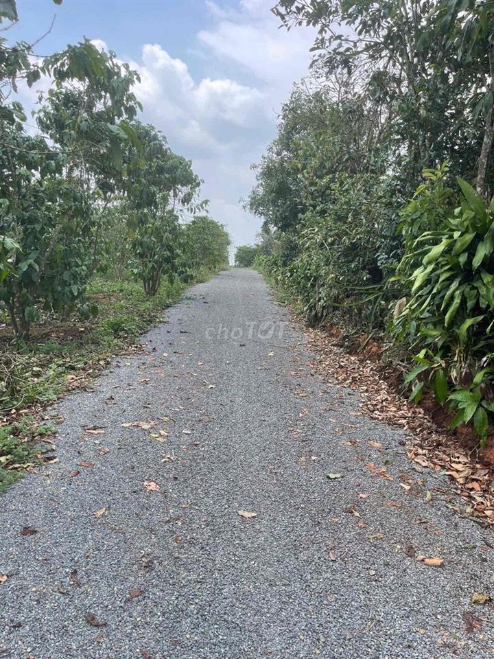 Đất Thôn 12