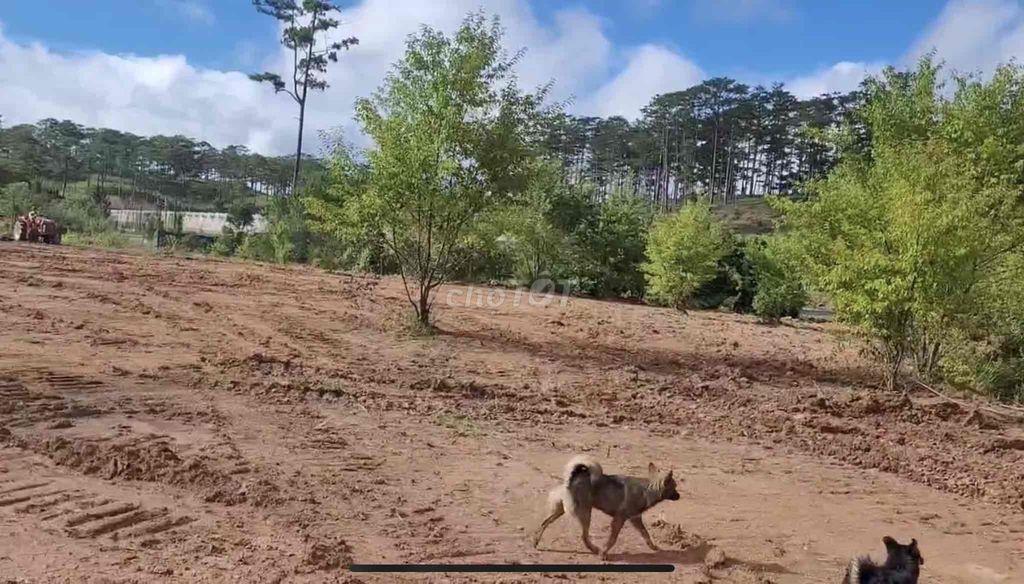BÁN ĐẤT GẦN ZOODOO ĐÀ LẠT