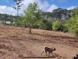 BÁN ĐẤT GẦN ZOODOO ĐÀ LẠT
