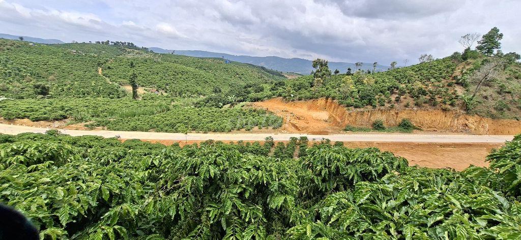 Bán đất rẫy cà phê thu mạnh