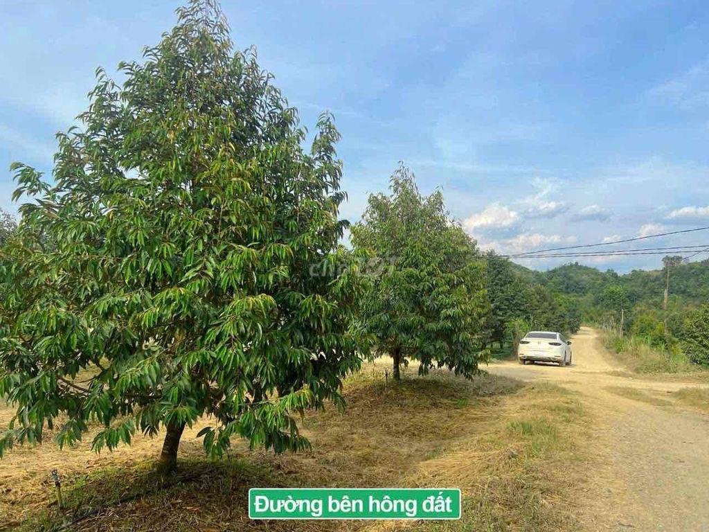 Đất trồng sầu riêng có thổ cư 1 phần