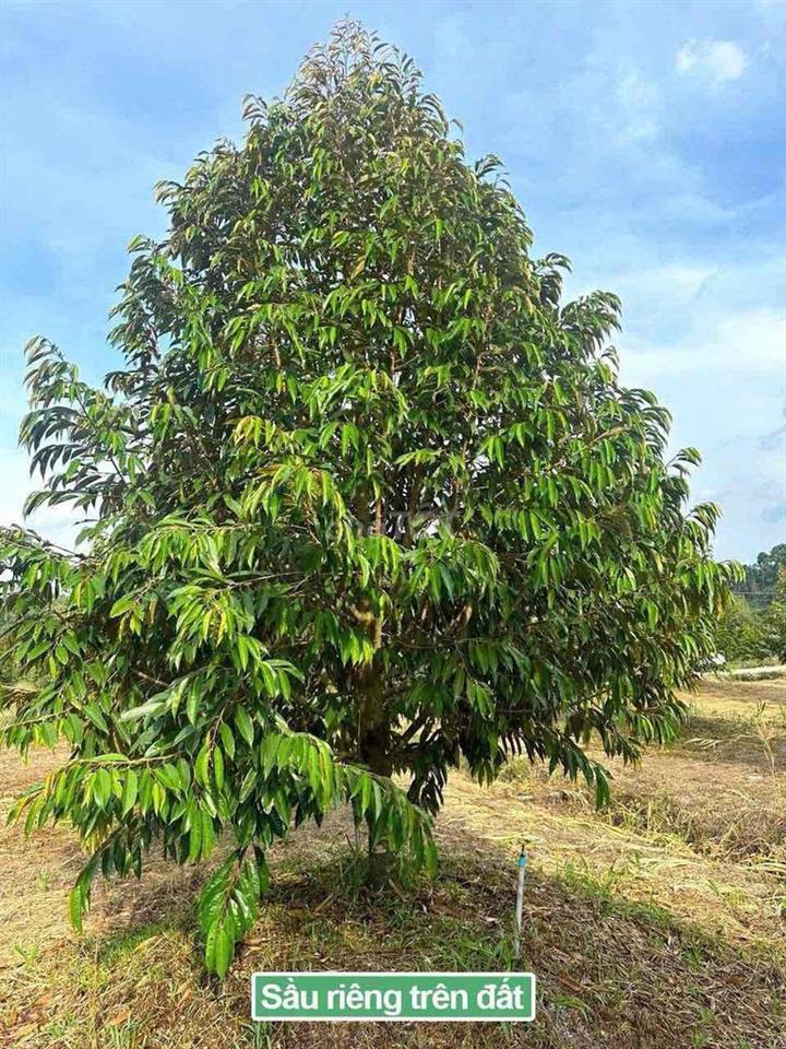 Đất trồng sầu riêng có thổ cư 1 phần