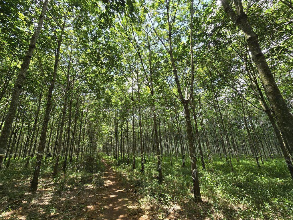 CHUYỂN NHƯỢNG DỰ ÁN CAO SU QUY MÔ LỚN, DÒNG TIỀN KHAI THÁC ỔN ĐỊNH