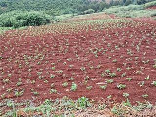 Chính chủ cần bán đất vườn đẹp 