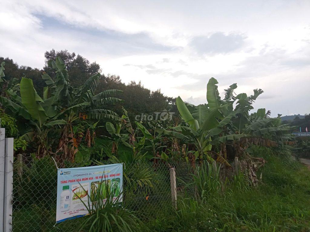 Bán đất trồng cây lâm đồng