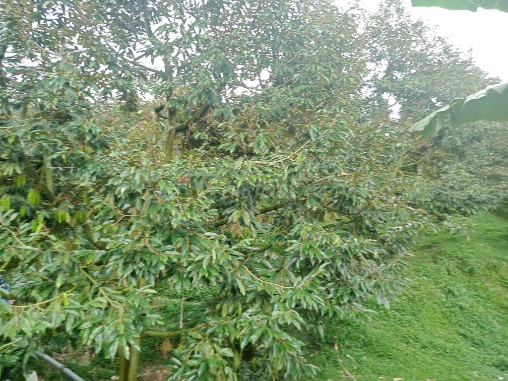 Bán đất trồng cây lâm đồng