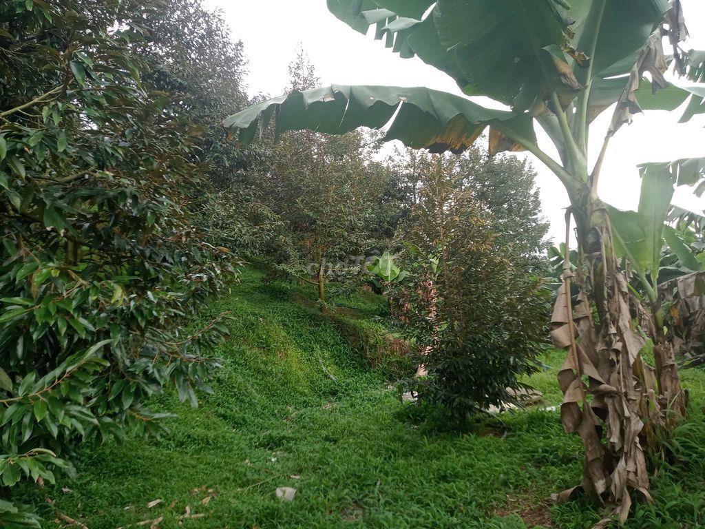 Bán đất trồng cây lâm đồng