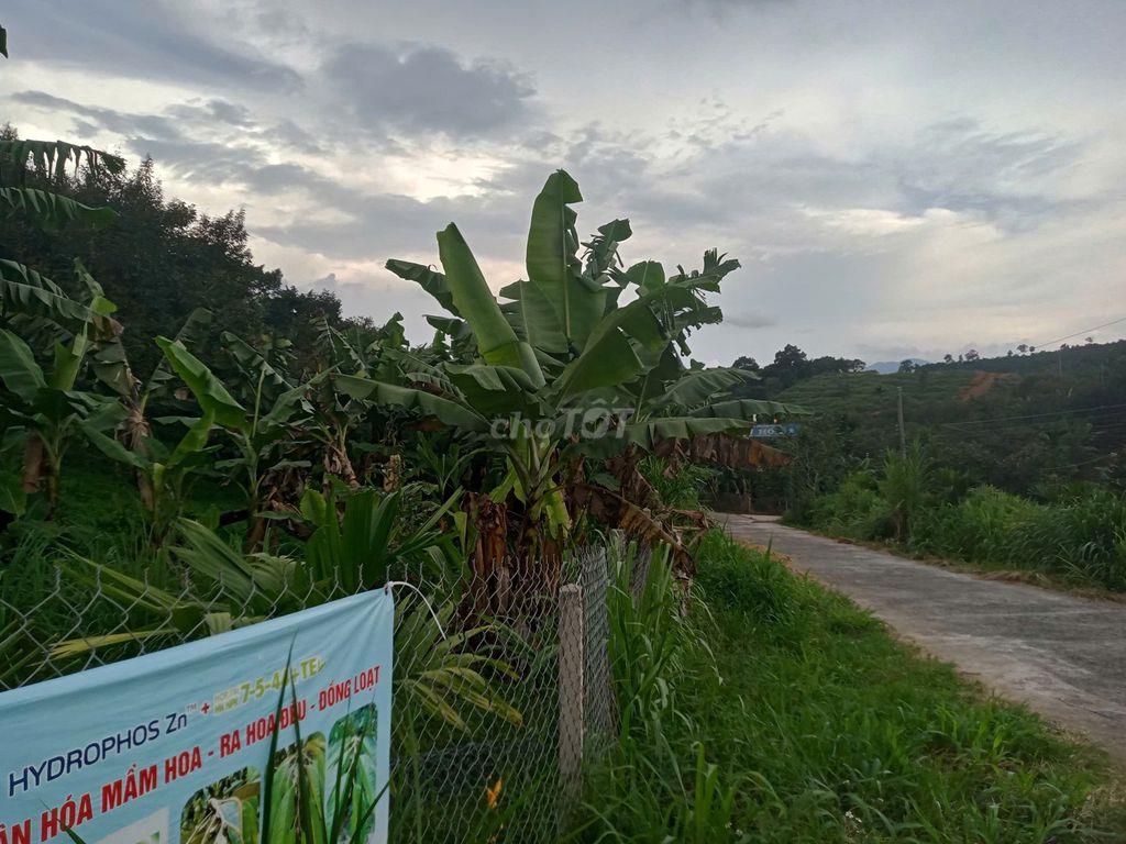 Bán đất trồng cây lâm đồng