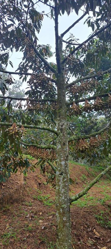 Đất Vườn Nông Nghiệp có 400m2 thổ cư