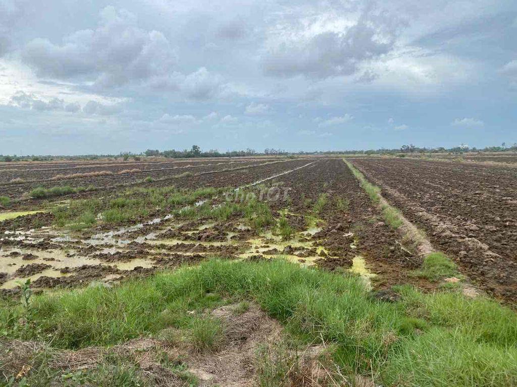 bán đất ruộng lúa tốt, tài sản để dành