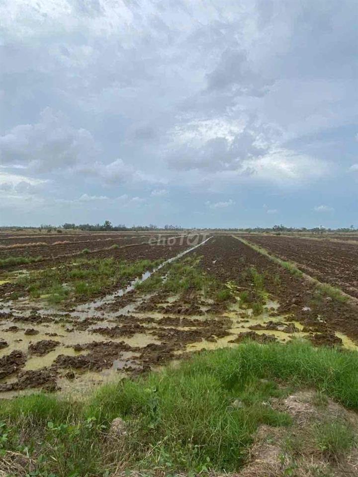bán đất ruộng lúa tốt, tài sản để dành