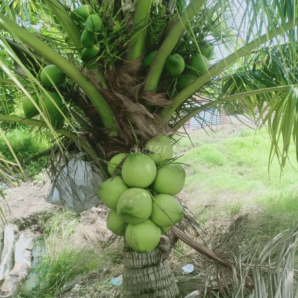 Bán 4543 m vuông đất   Dự án mở rộng TP Rạch Giá 