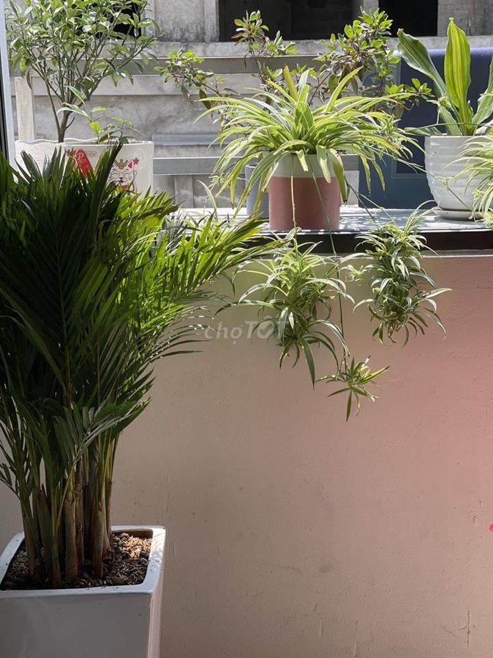 Chính chủ cần bán chung cư FLC full nội thất đẹp