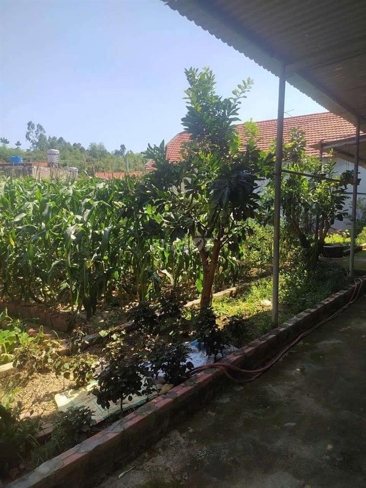 CHÍNH CHỦ BÁN LÔ ĐẤT ĐẸP NỞ HẬU – HÀ KHẨU,
