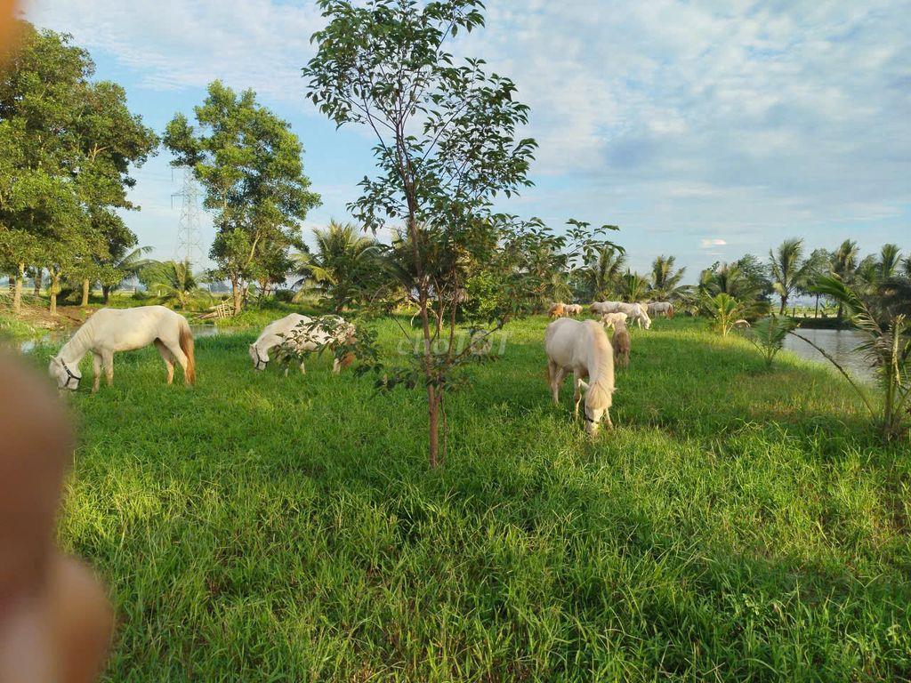 Đất Trang Trại
