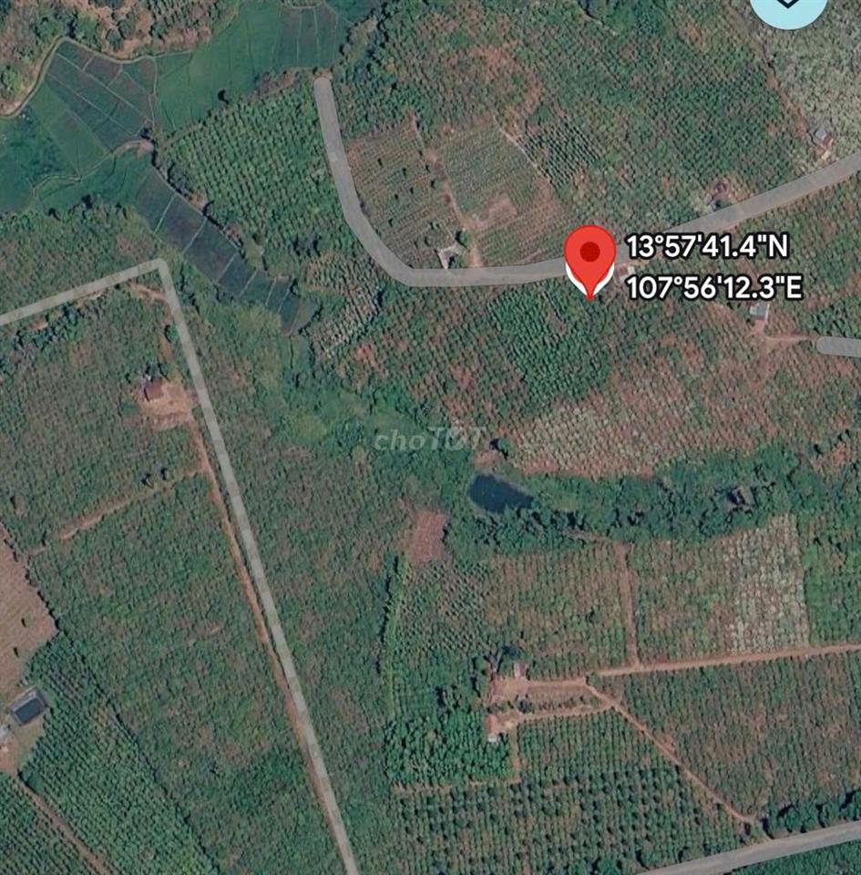Sốc: 5ha Cà Phê Gia Lai Giá 1.8 Tỷ/Ha, Cách Pleiku 10km!