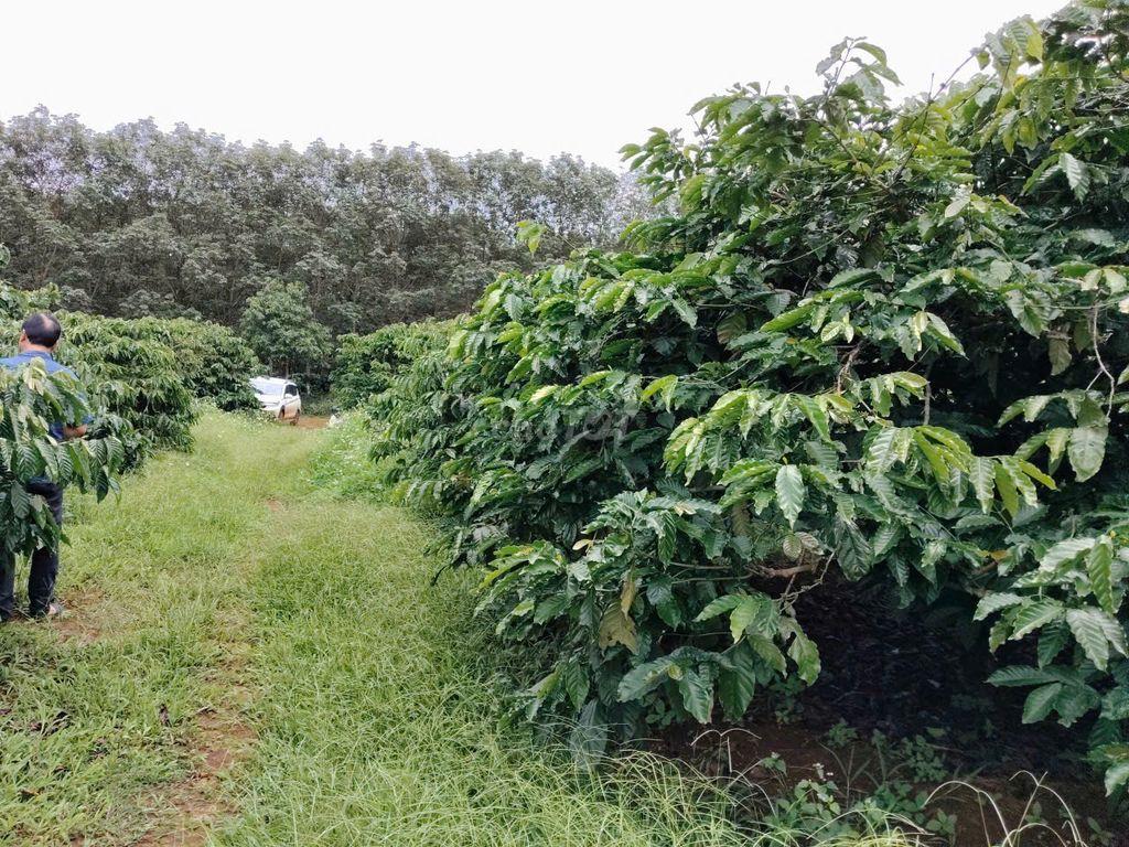 Sốc: 5ha Cà Phê Gia Lai Giá 1.8 Tỷ/Ha, Cách Pleiku 10km!