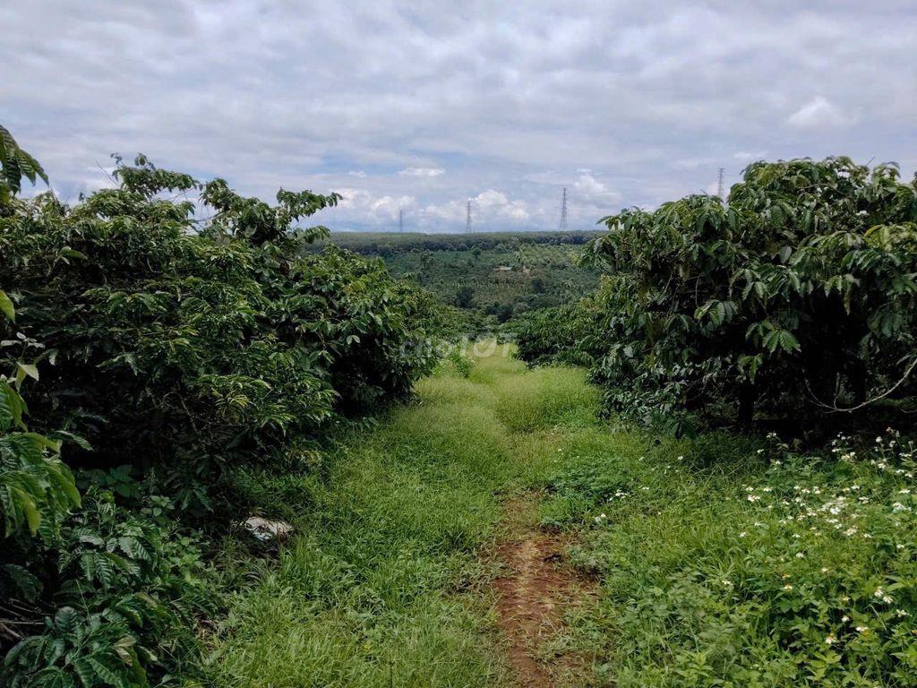 Sốc: 5ha Cà Phê Gia Lai Giá 1.8 Tỷ/Ha, Cách Pleiku 10km!
