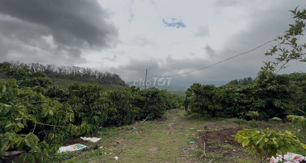 CẦN BÁN ĐẤT RẪY SẴN CÀ PHÊ