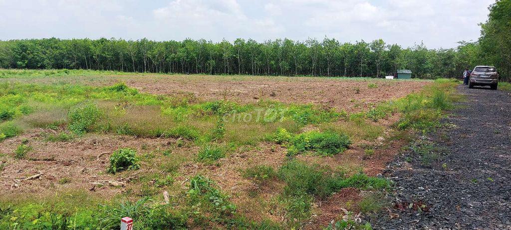 Bán đất sào 1014m2 giá rẻ 179tr tại Lộc Tấn, Đồng Nai.