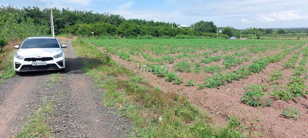 Bán đất sào 1014m2 giá rẻ 179tr tại Lộc Tấn, Đồng Nai.