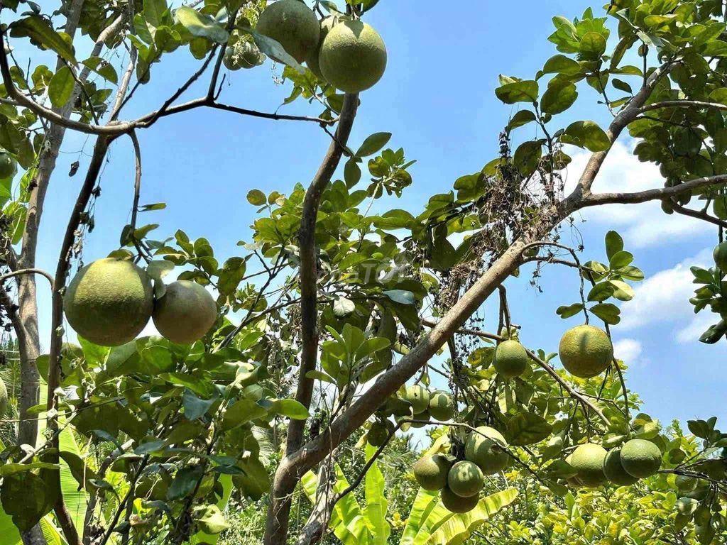 chủ bể n.ợ cần bán nhà vườn