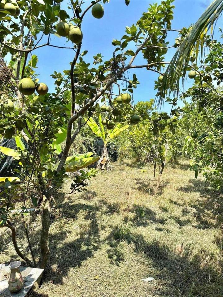 chủ bể n.ợ cần bán nhà vườn