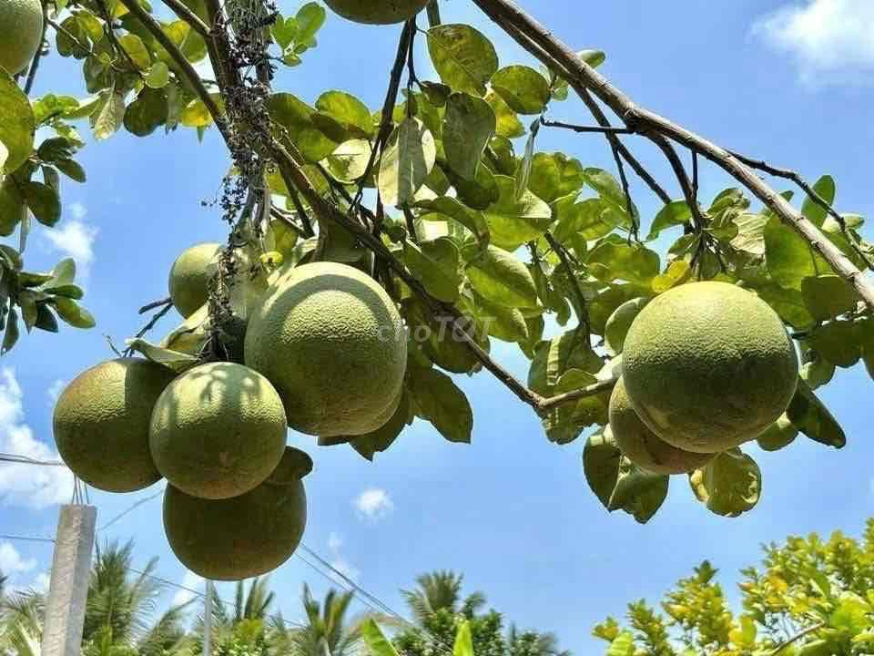 chủ bể n.ợ cần bán nhà vườn