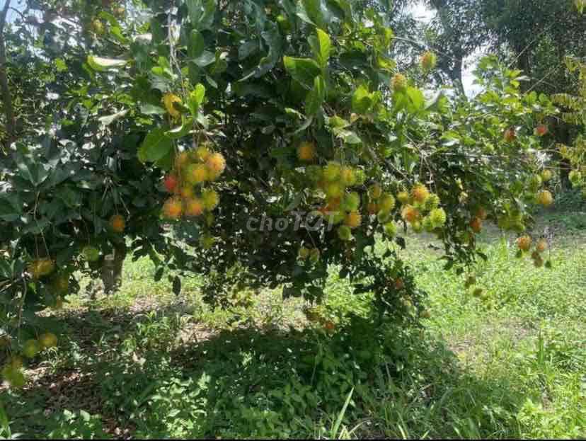 Đất nhà vườn