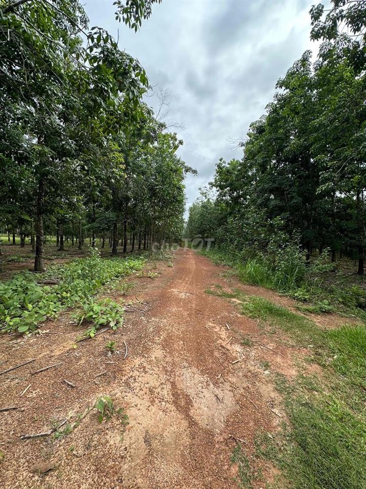 12,5 HA CAO SU ĐANG KHAI THÁC