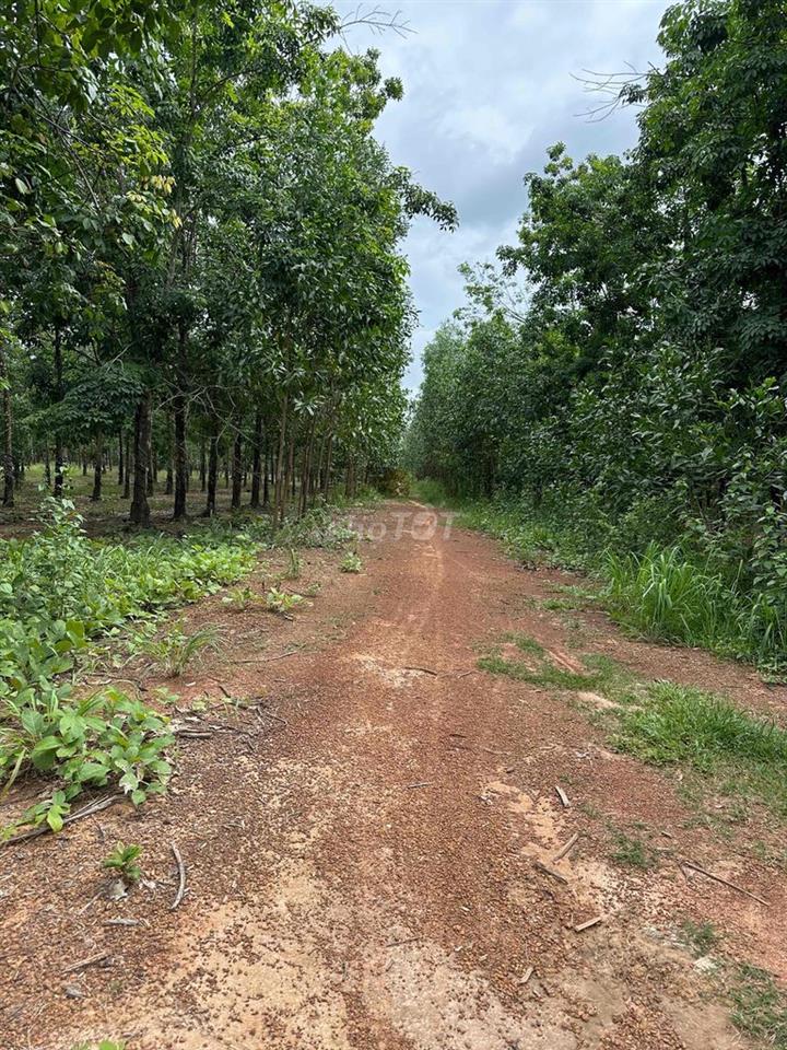 12,5 HA CAO SU ĐANG KHAI THÁC