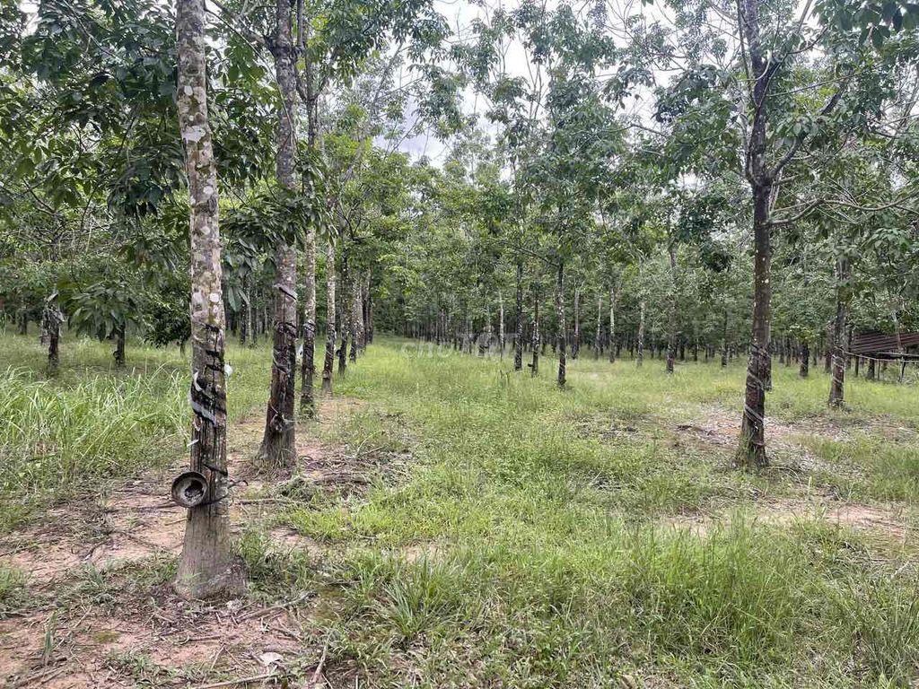 12,5 HA CAO SU ĐANG KHAI THÁC