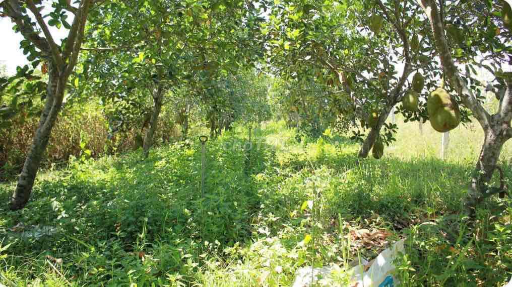Chính chủ bán vườn mít hơn 2.000m² sát QL13, gần KCN Chơn Thành